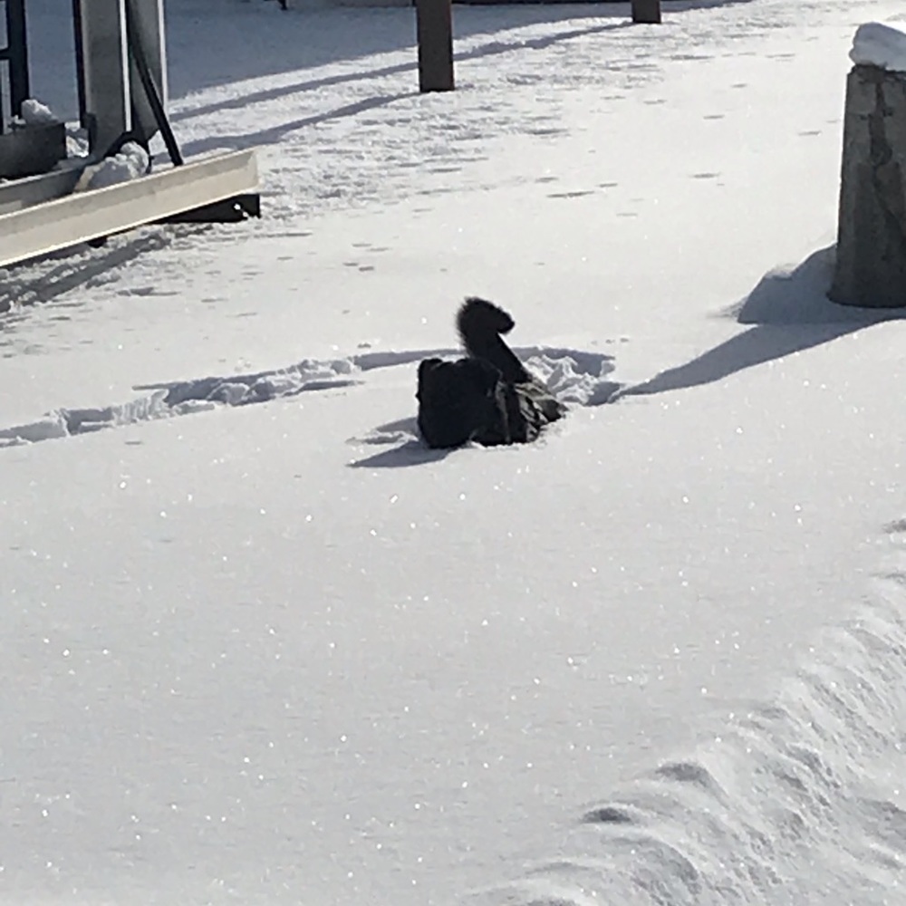 Meet your Posher, Kelsey